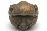 Wide, Perfectly Enrolled Morocops Trilobite - Morocco #224341-2